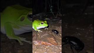 Nature's Living Bomb: Bombardier Beetle #shorts #facts #wildlife #animals #insects