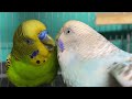 Cortejo de periquitos Australianos | Parakeets mating call sounds | KichirMichir