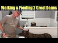 Feeding and Walking TWO Great Danes