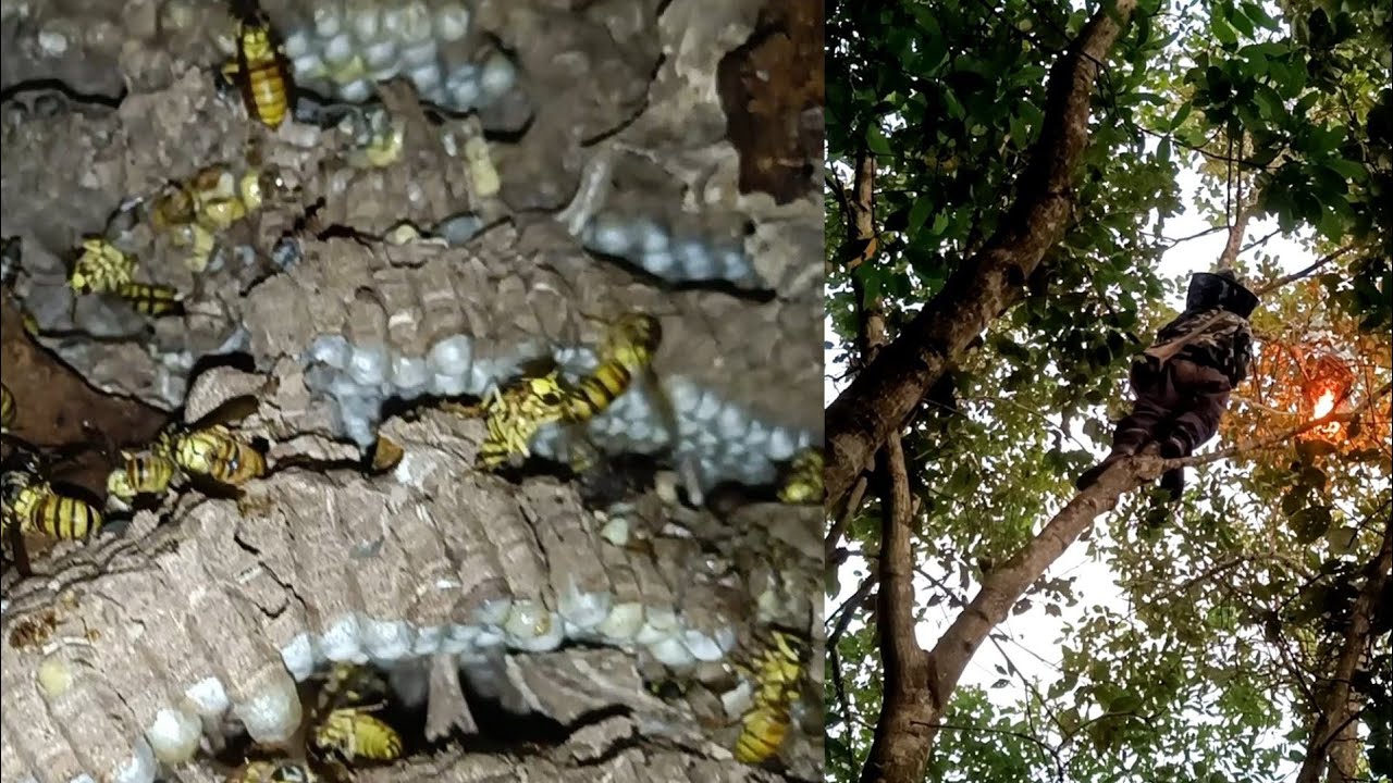 Khuai chhui hlawhtling leh a chanchin then khat te