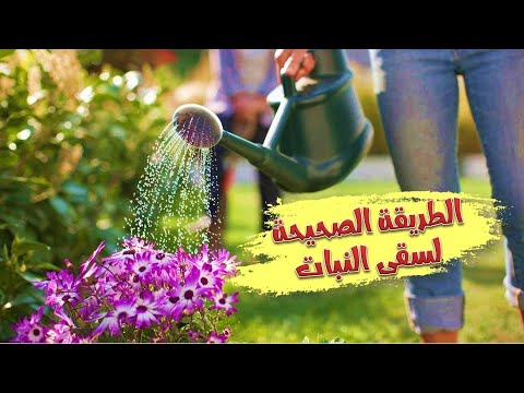 سقي النباتات بالطريقة الصحيحة      