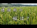 田植えから3ヶ月。穂揃期の稲の生育。