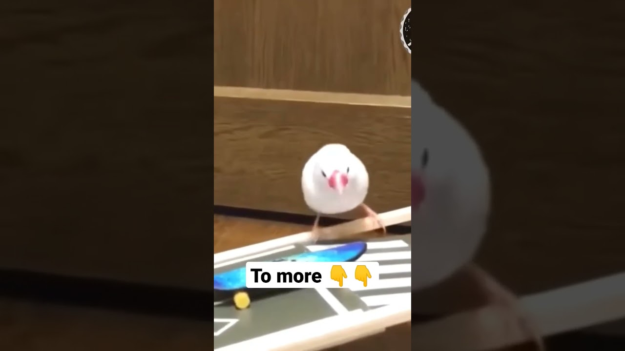 cute animal videos - In TUN TUBE-FUN 💖❤️ 2023 #2 😅🤣 