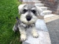 Miniature Schnauzer Dogs | Dog Breed Miniature Schnauzer Picture Collection Ideas Miniature Schnauzer Dogs | Dog Breed Miniature Schnauzer Picture Collection Ideas