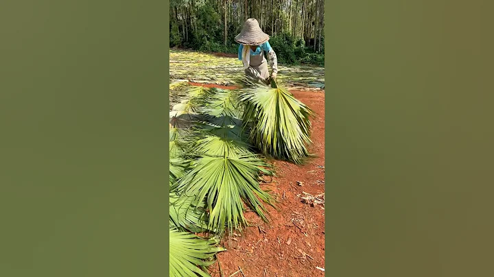 Full Steps Of Making Palm Leaf Fans #handmade #craft #amazing
