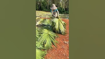 Full Steps Of Making Palm Leaf Fans #handmade #craft #amazing