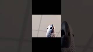 Perrot making notification sound like Samsung tune #perrot # Samsung #interesting