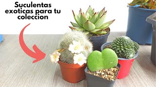 5 Suculentas Exoticas Que Te Impresionaran Parte 1