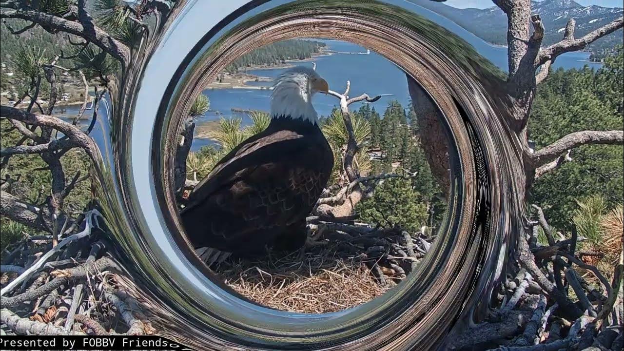 Sunday afternoon FOBBV CAM Big Bear Bald Eagle Live Nest Cam 1 YouTube