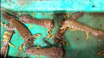 Kéo Lú Kiếm Tôm Tích Biển Đặc Sản Cần Giờ /Đạt Nguyễn Cần Giờ