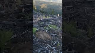 Mt Tacoma is now Mt Rainier. Lame.. Woods and roads are gated and forgotten. No wonder it all burns