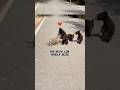Tiger Cub and Bear Cub’s Journey from Rivalry to Friendship ❤️। #shorts #animals