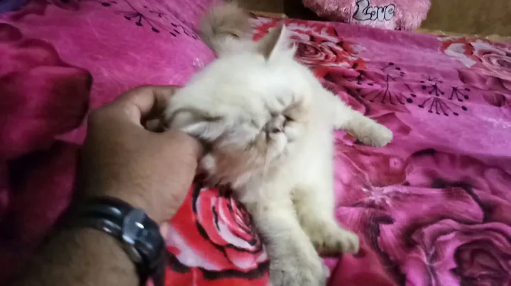 Video 917481: himalayan male kitten, exotic male kitten