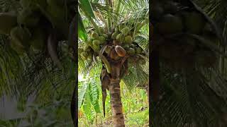 coconut Dr. Soil #9066561202 #microbi #drsoil #biofertilizer #agriculture #coconut