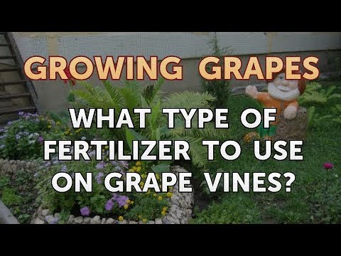 Video: Fertilizing Grapevines - Lær om plantemat for druer