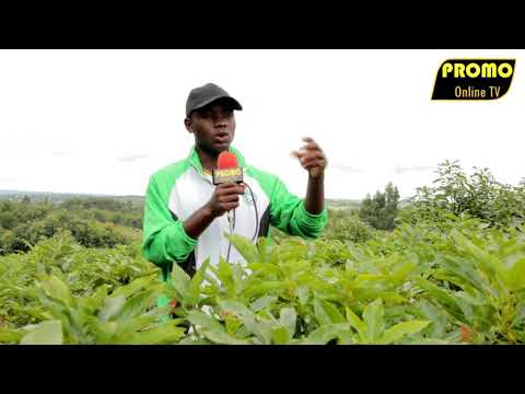 Video: Maduka Ya Mimea 