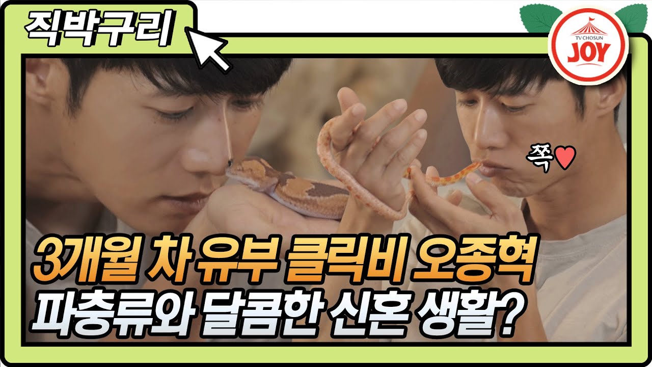 [직박구리] 클릭비 오종혁 애정 가득 행복한 신혼생활!! 그런데 이제 파충류를 곁들인..🦎🐍 #와카남 #TV조선조이 #TVCHOSUNJOY (TV CHOSUN 210629 방송)