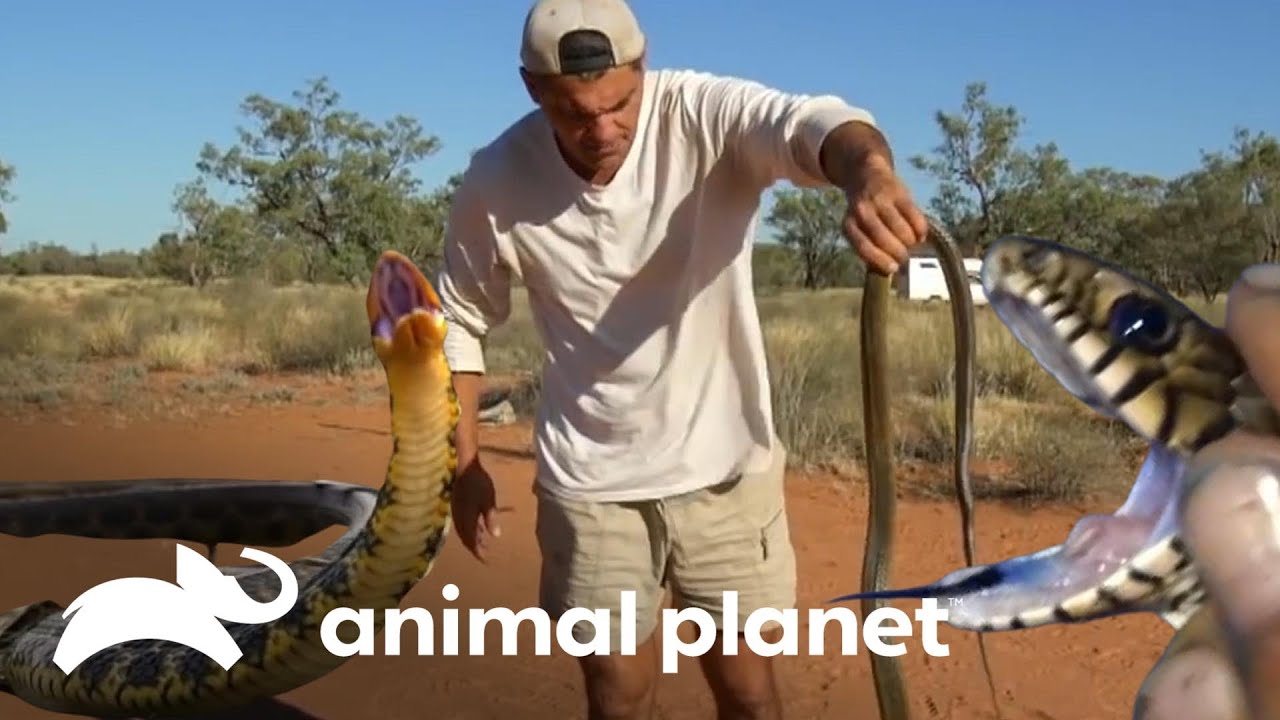 Frank encontra três das serpentes mais mortais do planeta | Wild Frank | Animal Planet Brasil