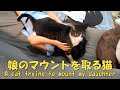 いつも娘と仲良くしている猫　暴れ猫/保護猫ハナ♂