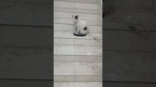 Bellu Ka Bf And Bellu Bellu