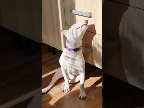 Собачий кайф - YouTube