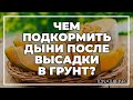 Чем подкормить дыни после высадки в грунт? | toNature.Info