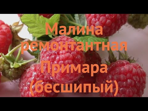 Video: Malina - Rubus Idaeus - Značilnosti Kulture In Zdravilne Lastnosti - Malinski Raj - 1