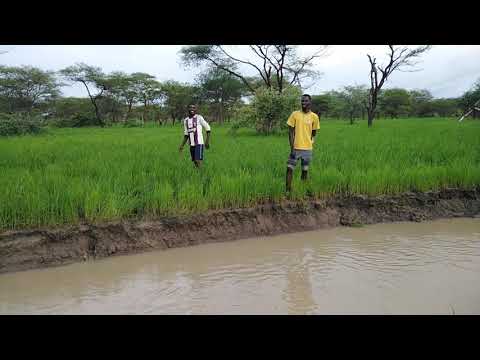 من رهيد البردى