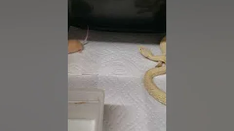 Crotalus scutulatus albino, feeding and venom