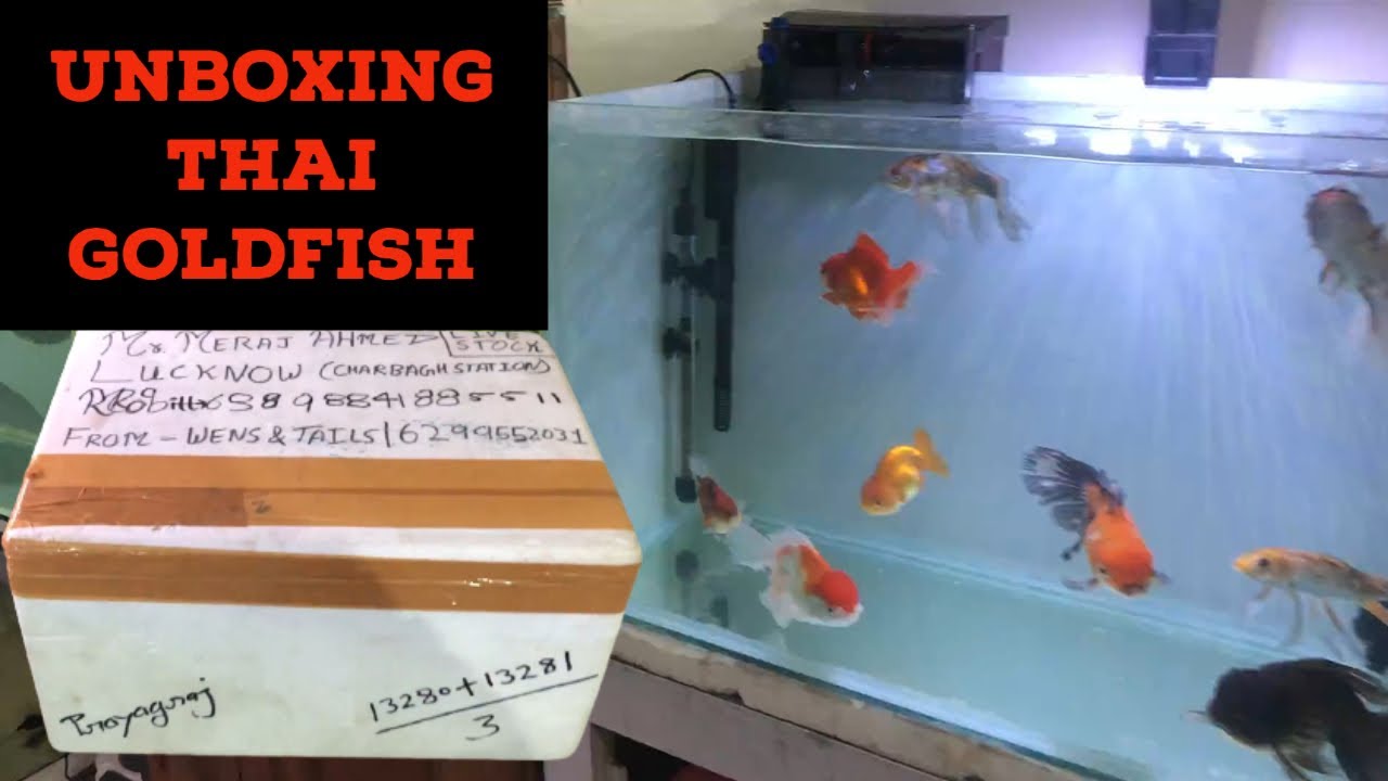 Unboxing Fancy Goldfish From Thailand Buying Goldfish Online Exotic
