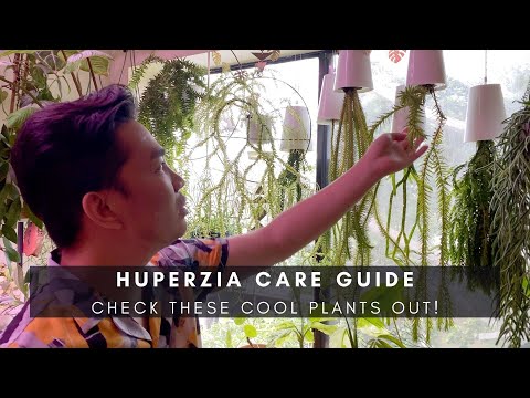 Video: Hesperis Plant - Mga Tip Para sa Pagkontrol sa Sweet Rocket Sa Hardin