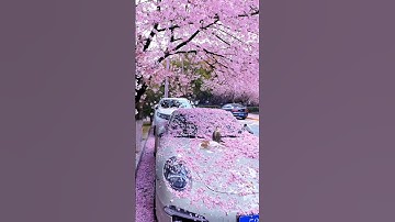 Thumbnail of cherry blossom 🌸