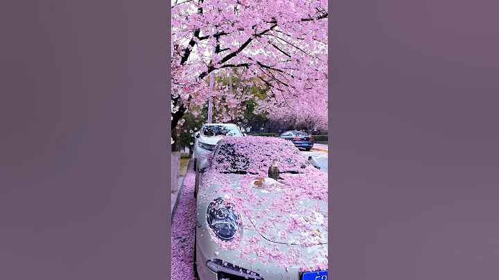 cherry blossom 🌸 - DayDayNews