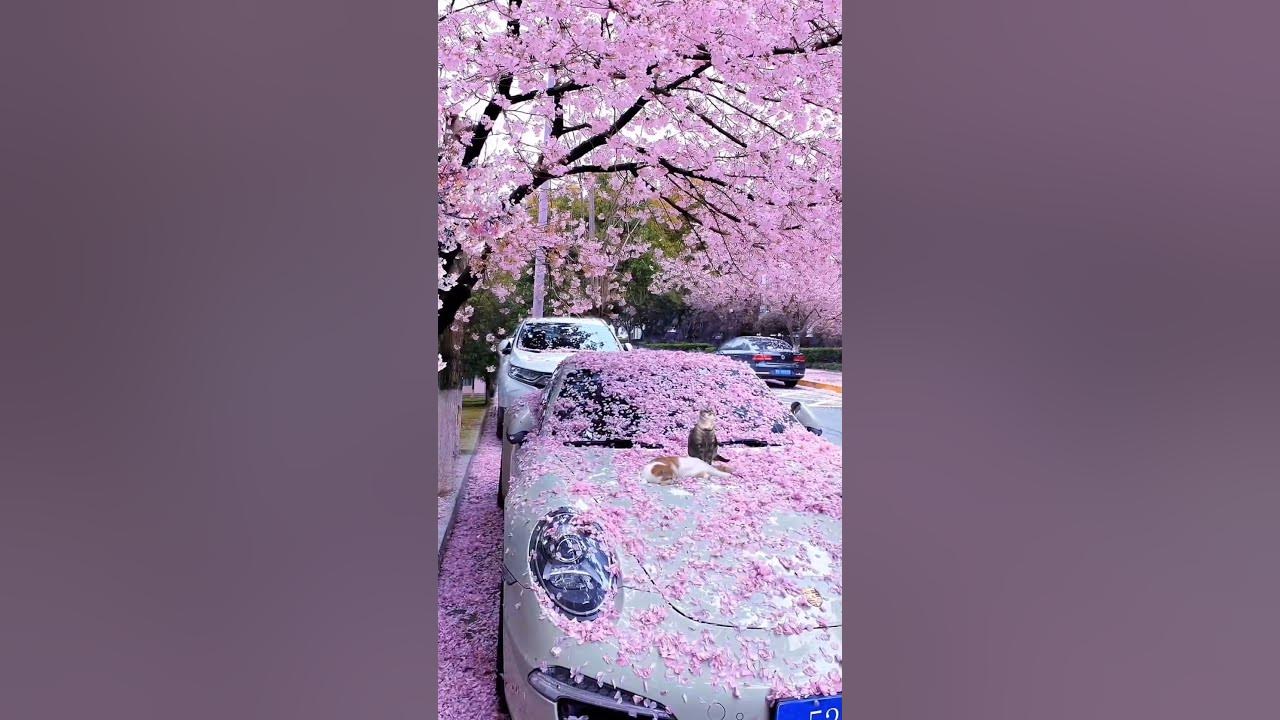 cherry blossom 🌸
