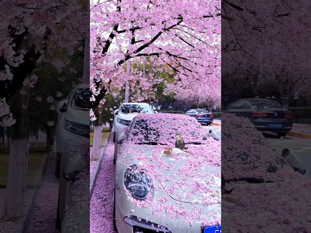 cherry blossom 🌸 class=