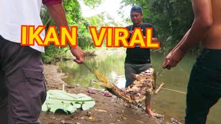 IKAN MAS UKURAN JUMBO DI BAKAR DITENGAH HUTAN