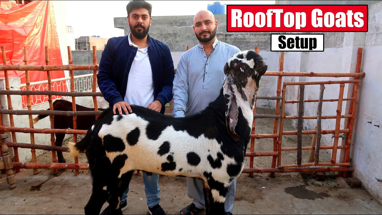Rooftop Goats Setup Lahore 2024 | Bakra Mandi - YouTube