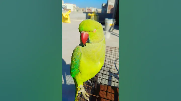 parrot  video  parrot sound#shorts #viralshort #parrotsound #kavitabunker