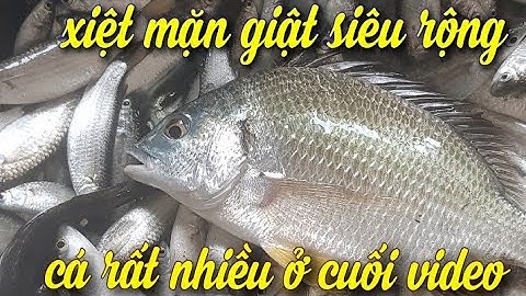 thực tế máy nước mặn giât quá rộng kích cá nước mặn | xiệt mặn |máy kích cá nước mặn |kcx