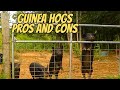 Are Guinea Hogs the Right Fit for Your Homestead?