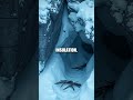 Moraine Nightcraft The Alpine Survival Hour
