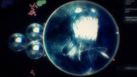 My first montage in Sony Vegas Gota.io