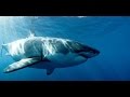 Auf den Spuren des weissen Hais HD - YouTube