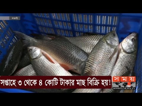 সপ্তাহে ৩ থেকে ৪ কোটি টাকার মাছ বিক্রি হয়! | Fish MArket | Somoy TV
