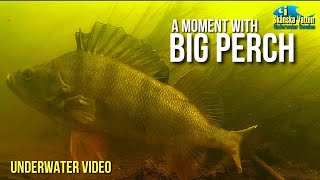 A moment with big perch, underwater video