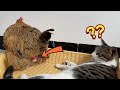 Weird hen shows cat how to lay eggshow did the funny cat reactfunny animalcute petsinteresting