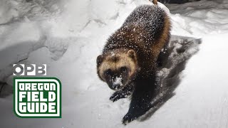 Researchers venture into North Cascades in search of the elusive wolverine | Oregon Field Guide