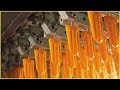 Stick Ice cream Making Factory - Amazing Food Processing Machine