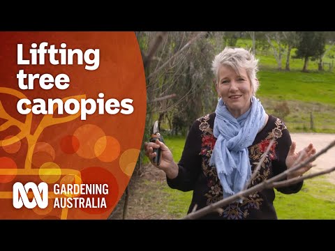 Video: Er der nogen australske løvfældende træer?