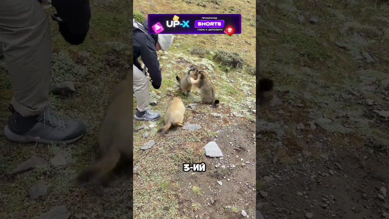 Самая милая драка 😅😍  